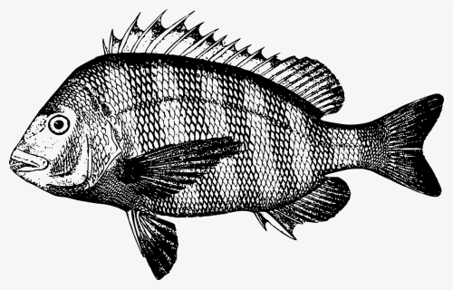 Perch,tilapia,seafood - Snapper Black And White, HD Png Download, Free Download