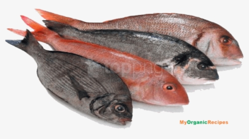 Red-seabream - Foods We Get From Animals, HD Png Download, Free Download