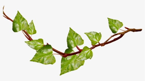 Green Branch Cliparts - Tree Branch Clipart Transparent Background, HD Png Download, Free Download