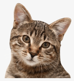 Cat Png - Most Common Types Of Cats, Transparent Png, Free Download
