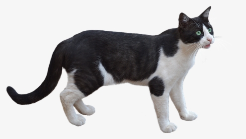 Png, Cat, Pet, Feline, Bottomless, White Color, Animal - Gato Png, Transparent Png, Free Download