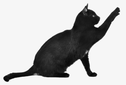Black Cat Scratching - Black Cat Cat Png, Transparent Png, Free Download