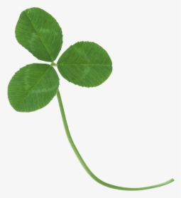 Real Clover Transparent Background, HD Png Download, Free Download