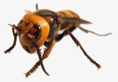 Giant Indonesian Hornet, HD Png Download, Free Download