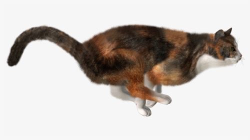 Running Cat Png - Transparent Png Cat Running Png, Png Download, Free Download