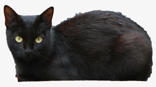 Download Black Cat Transparent Png - Black Persian Cat Short Haired, Png Download, Free Download