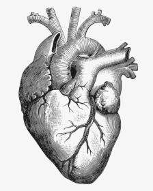 Anatomy Of The Heart Clipart - Human Heart Drawing Png, Transparent Png, Free Download