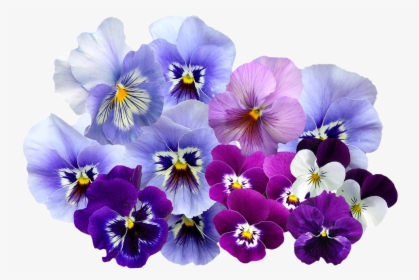Pansy, Png, Isolated, Violet, Nature, Flowers - My Daily Pantone, Transparent Png, Free Download