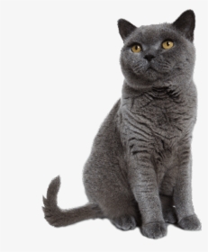 Cat Sitting Transparent Background, HD Png Download, Free Download