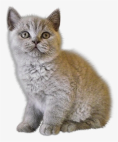 Cat- - Free Kitten Png Transparent, Png Download, Free Download