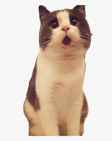 Banye Surprised Cat Looking Up - Surprised Cat Transparent Background, HD Png Download, Free Download