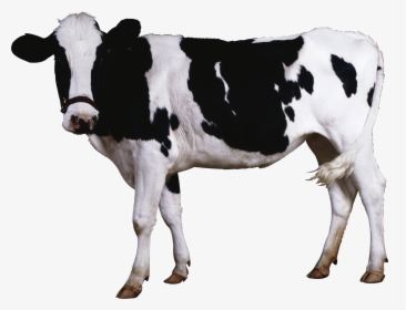 Cow Transparent, HD Png Download, Free Download