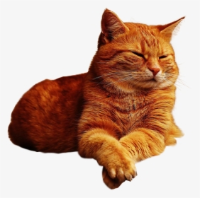 Ginger Cat Lazing Png Image Transparent Background - Orange Tabby Cat Transparent Background, Png Download, Free Download
