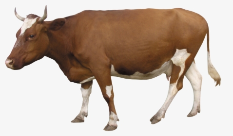 Transparent Background Cow Png - Cow Hd Picture With White Background, Png Download, Free Download
