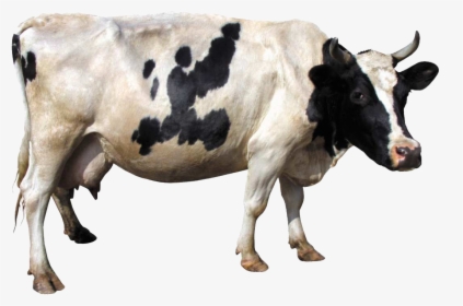 Cow Transparent Png, Png Download, Free Download