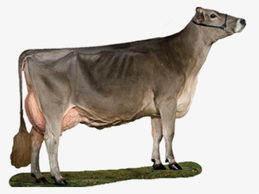 Transparent Cute Brown Cow Clipart - Cattle, HD Png Download, Free Download