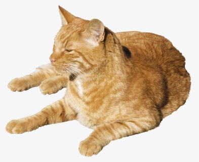 Transparent Sleeping Cats Png, Png Download, Free Download