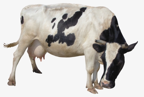 Cow Png - Корова Пнг, Transparent Png, Free Download