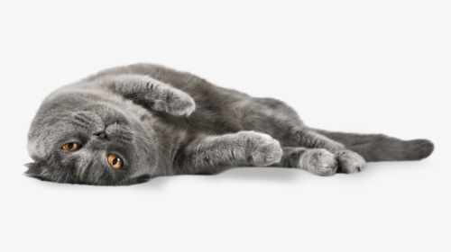 Lazy Gray Cat - Cat Laying Transparent Background, HD Png Download, Free Download