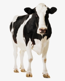 Terneros Y Vacas - Cow Png, Transparent Png, Free Download