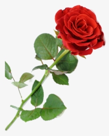 Clip Art Rosa Vermelha Png - Single Red Rose For Funeral, Transparent Png, Free Download