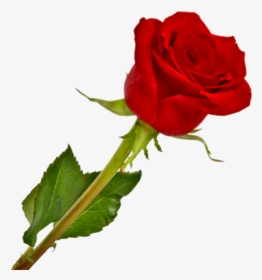 Rosas Vermelhas Em Png, Transparent Png, Free Download