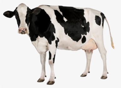 Cow Png - Cow Transparent Background, Png Download, Free Download
