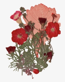 Transparent Pressed Flower Png, Png Download, Free Download