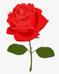 Rosa Vermelha 4 - Rose Clipart Transparent Background, HD Png Download, Free Download