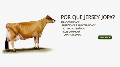 Clip Art Jersey Vaca - Different Type Of Cow, HD Png Download, Free Download