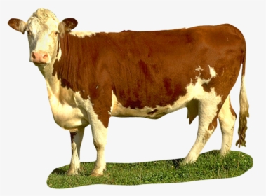 Imagen De Foto De Vaca Png - Beef Cow Transparent, Png Download, Free Download