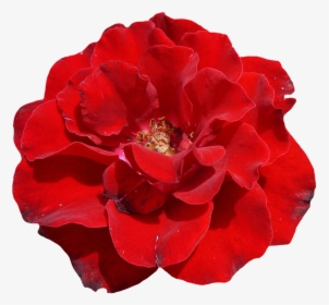 Rose, Red, Blossom, Bloom, Flower, Garden, Beautiful - Red Blossom Png, Transparent Png, Free Download