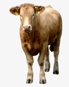 Transparent Cow Head Png - Beef Cow Transparent, Png Download, Free Download
