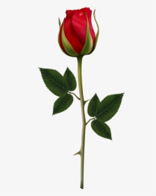 Transparent Long Stem Rose Clipart - Rose Vector, HD Png Download, Free Download