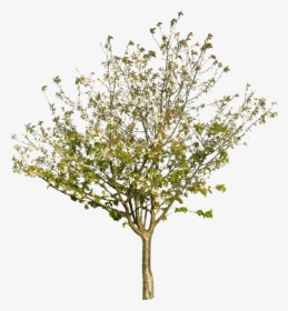 Tree Texture Png - Tree Branch Texture Png, Transparent Png, Free Download
