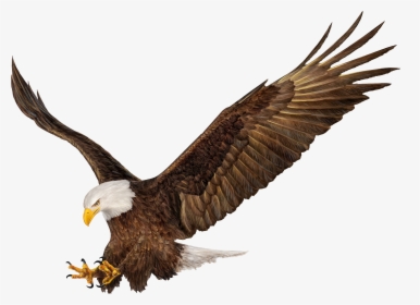 American Clip Art Image - American Eagle Png, Transparent Png, Free Download