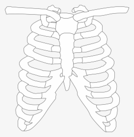 Clipart Of X Ray, HD Png Download, Free Download