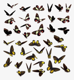 Butterfly, Butterflies, Swarm, Insect, Bug, Spotted - Enjambre Mariposas, HD Png Download, Free Download