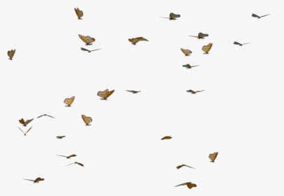 Butterfly Swarm Png, Transparent Png, Free Download