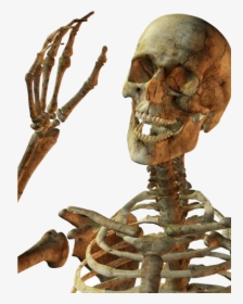 Esqueleto Ola - Skeleton Png, Transparent Png, Free Download