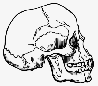 This Free Icons Png Design Of Skull - Homo Sapien Skull Drawing, Transparent Png, Free Download