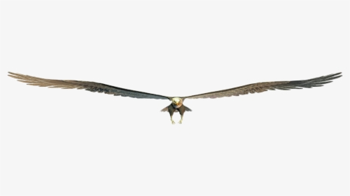 Golden Eagle, HD Png Download, Free Download