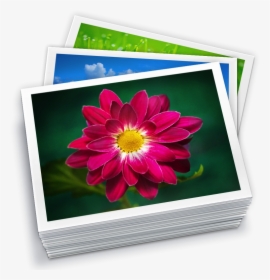 Php Photo Gallery Software - Iphoto Library, HD Png Download, Free Download