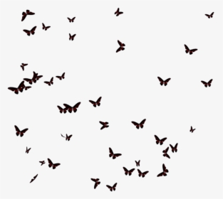 Butterflies Transparent Images - Transparent Black Butterflies Png, Png Download, Free Download