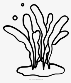Seaweed Coloring Page - Seaweed Plant Clipart Black And White, HD Png Download, Free Download