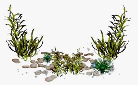 Algae Photography Clip Art - Seaweed Png, Transparent Png, Free Download