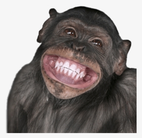 15 Funny Monkey Png For Free On Mbtskoudsalg - Monkey Face Transparent, Png Download, Free Download