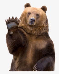 Clip Art Funny Animal Photos - Bear Waving Png, Transparent Png, Free Download