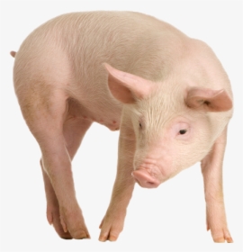 Best Free Pig Transparent Png Image - Animal Models For Cancer Research, Png Download, Free Download
