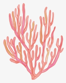 #seaweed #coral #coralreefs #coralreef #sea #ocean - Cartoon Coral Png, Transparent Png, Free Download